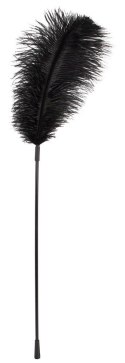 Black feather Bad Kitty Black feather Bad Kitty