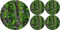 Zestaw podkładek na stół okrągłych 1+4 - CREEPER Zestaw podkładek na stół okrągłych 1+4 - CREEPER